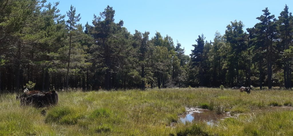 Tourbières Montselgues