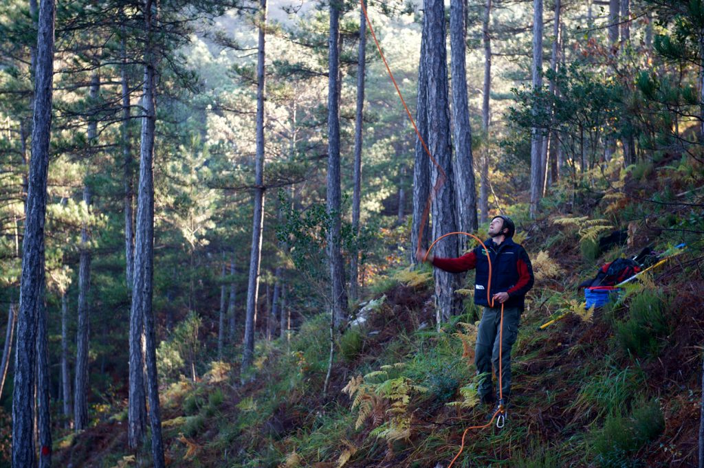 Prélèvement de graines de pins de Salzmann. Préparation de l'ascension