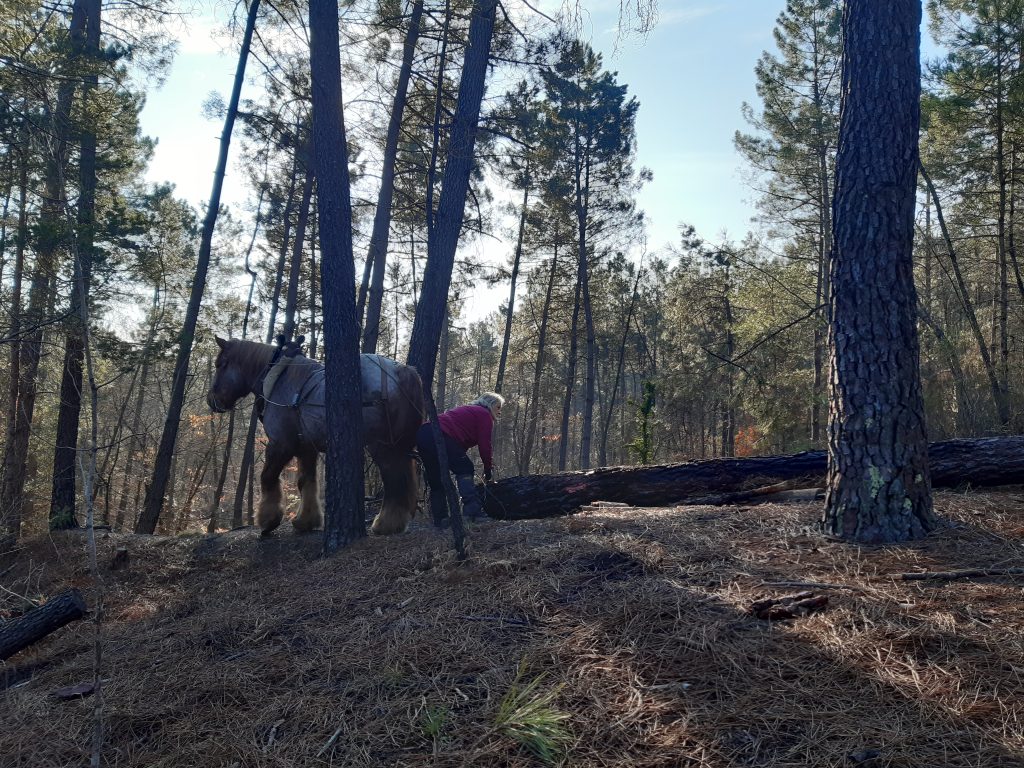 débardage à cheval