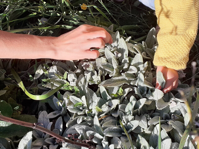 Photo d'une main d'adulte et d'une main d'enfant dans une plante douce